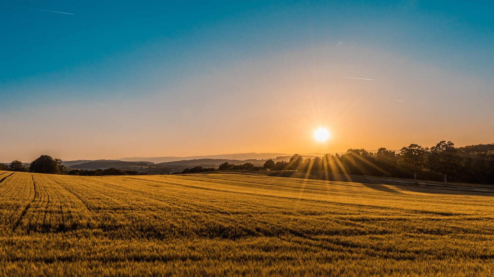 Campo agrícola al atardecer
